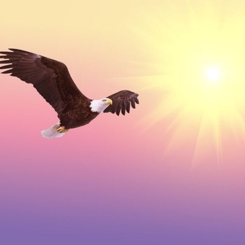 bald-eagle-521492_960_720