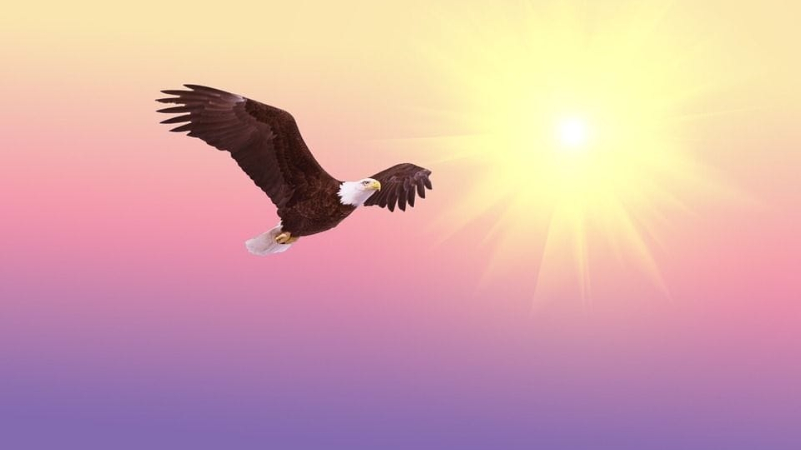 bald-eagle-521492_960_720