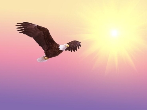 bald-eagle-521492_960_720