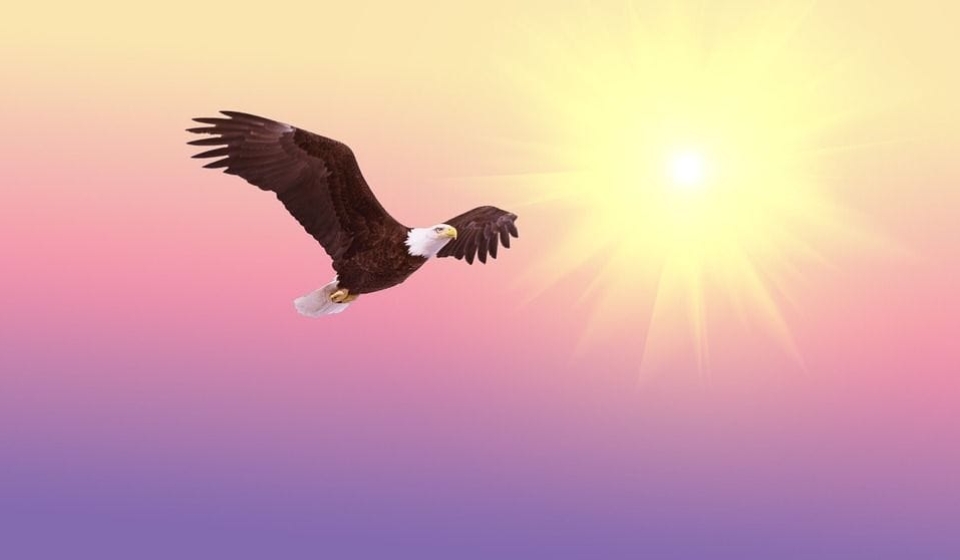 bald-eagle-521492_960_720